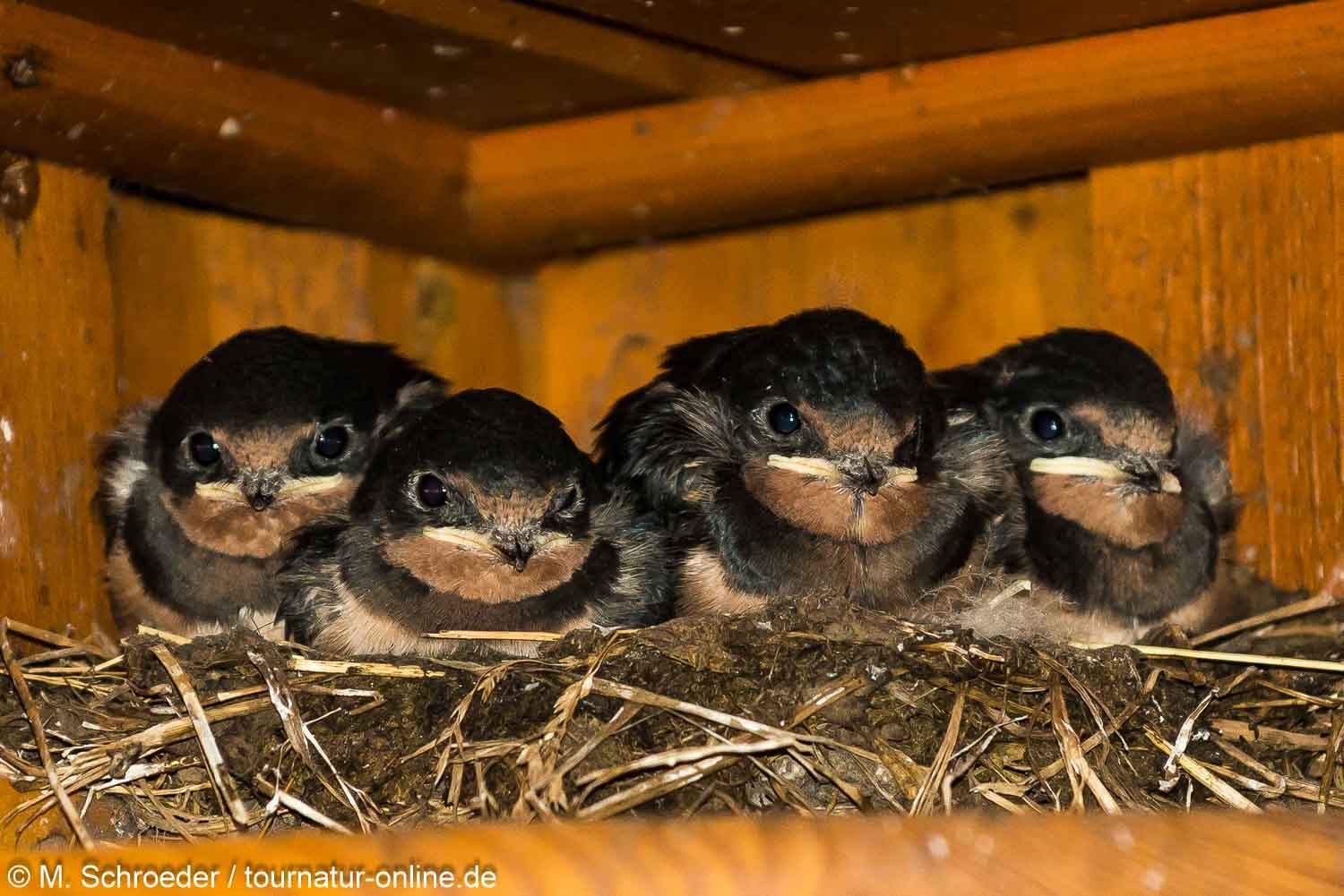 Rauchschwalbe - barn swallow (Hirundo rustica)