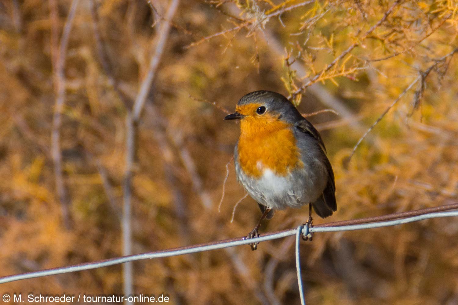 Rotkehlchen - European robin (Erithacus rubecula)