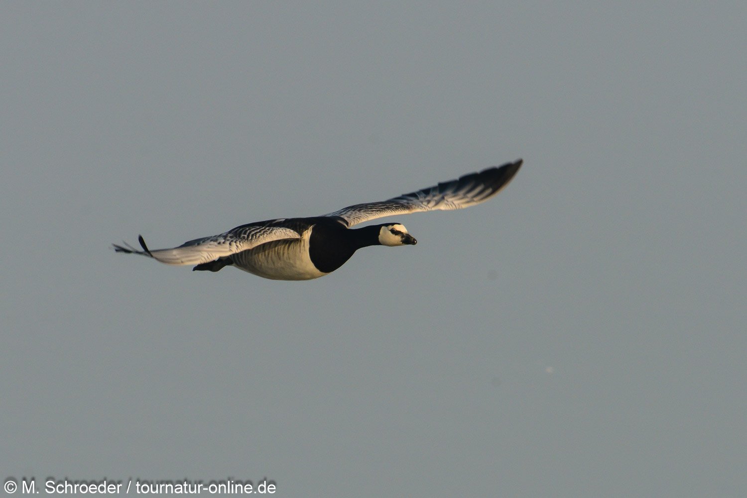 Weißwangengans - Nonnengans - barnacle goose (Branta leucopsis) 