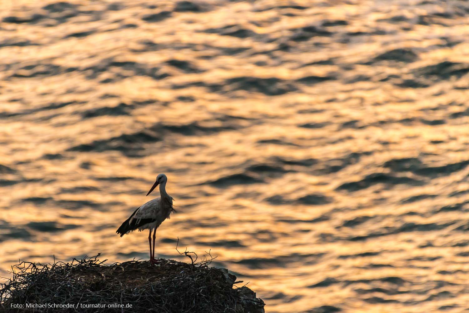 - Klippenstörche am Cabo Sardao