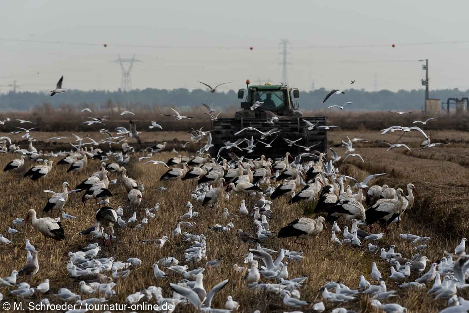 - Naturreservat an der Tejo-Mündung