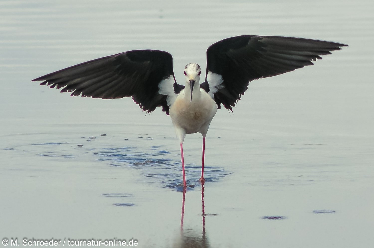 Stelzenläufer - Black-winged stilt (Himantopus himantopus)