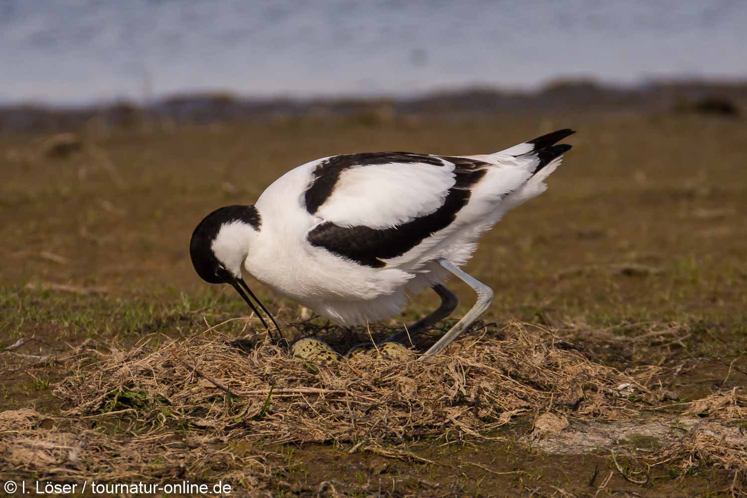 Säbelschnäbler - pied avocet (Recurvirostra avosetta)
