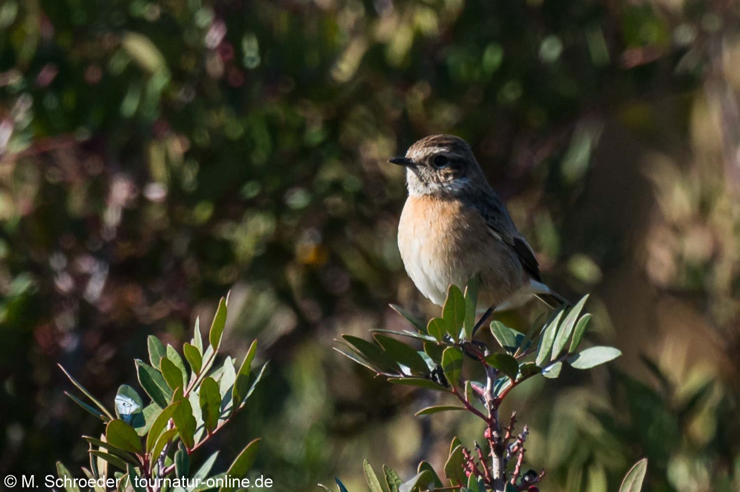 Schwarzkehlchen - European stonechat (Saxicola rubicola)