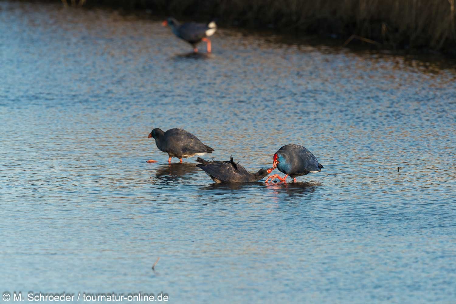Purpurhuhn - western swamphen (Porphyrio porphyrio) 