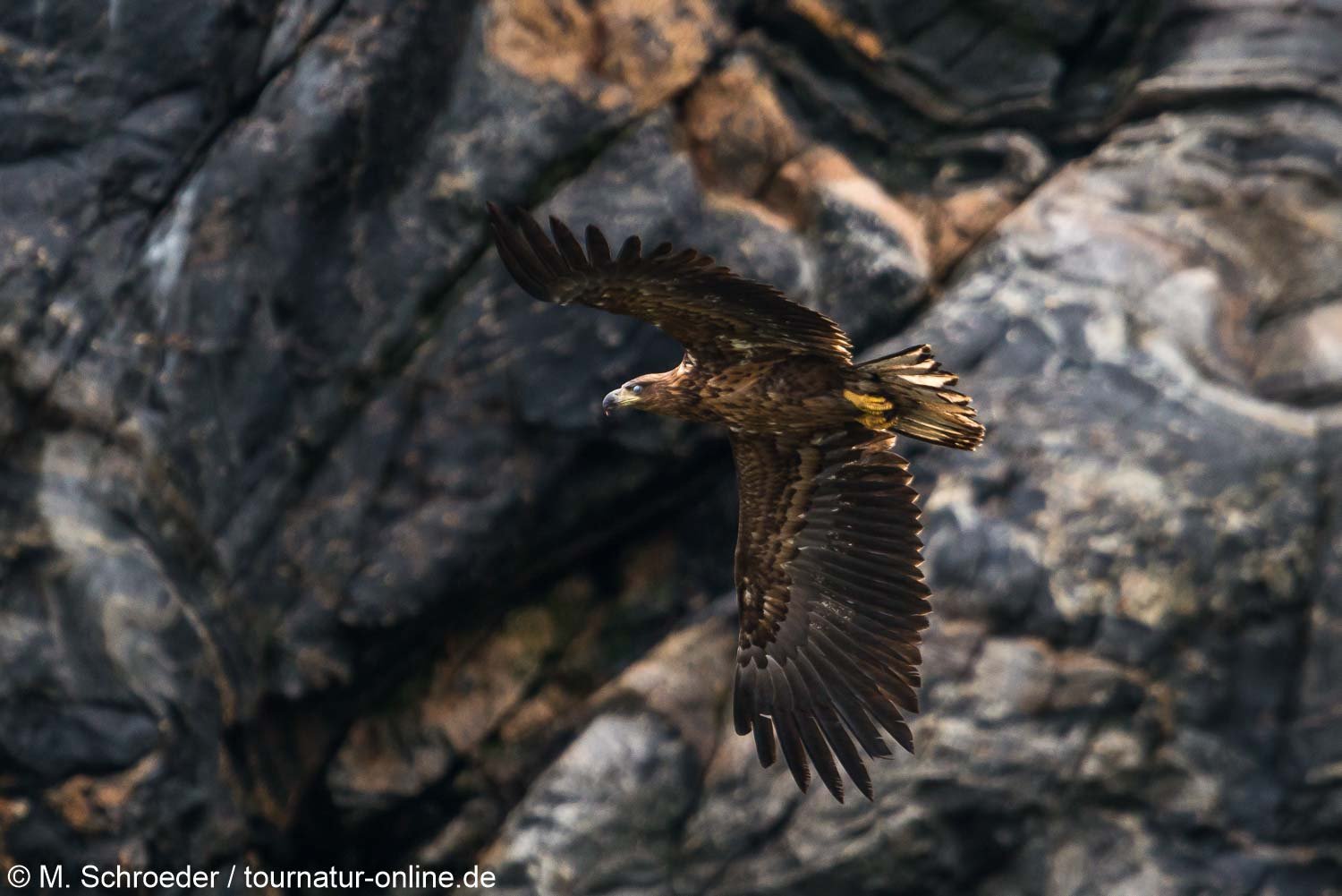 Seeadler - White-tailed eagle (Haliaeetus albicilla)