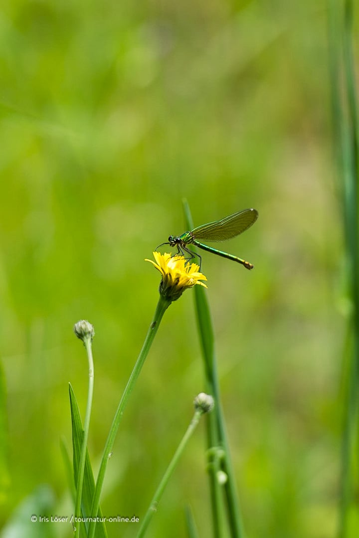weibl. Prachtlibelle