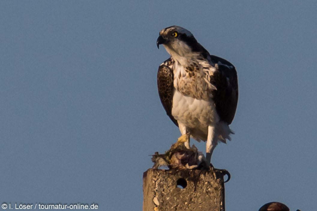 Fischadler - osprey (Pandion haliaetus)