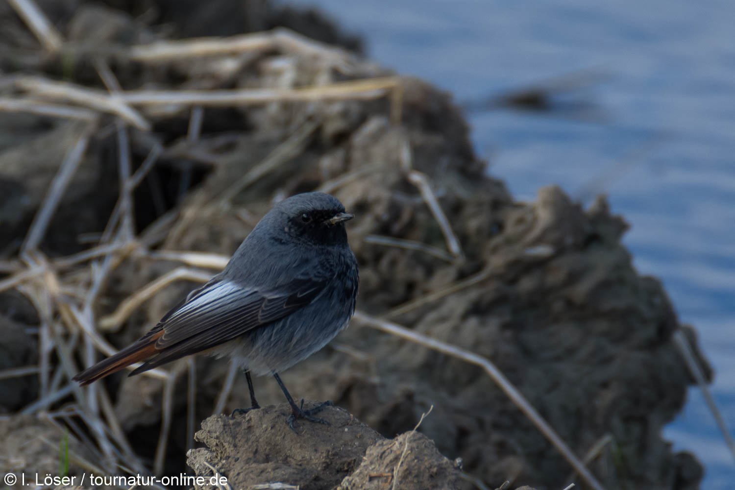 Hausrotschwanz - black redstart (Phoenicurus ochruros)