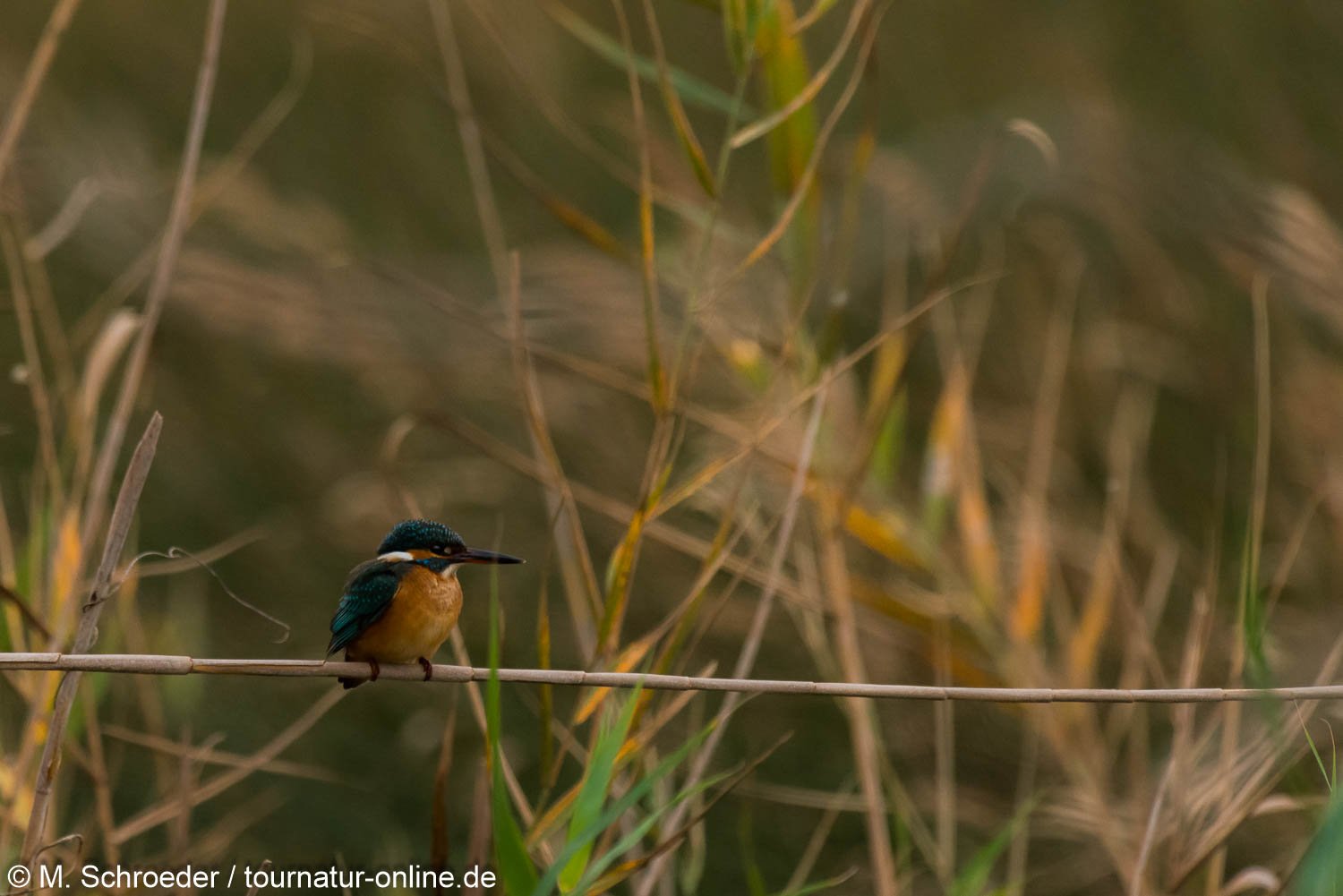 Eisvogel - Kingfisher (Alcedo atthis) im Ebro Delta