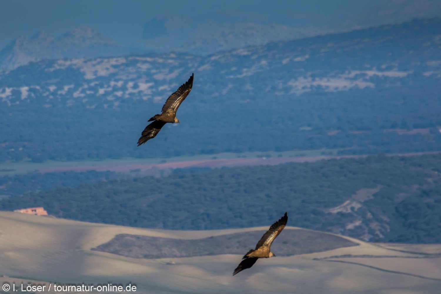 Gänsegeier in Spanien - griffon vulture (Gyps fulvus)