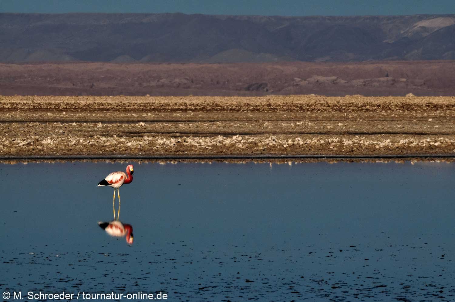 Andenflamingo in der Atacama Chile