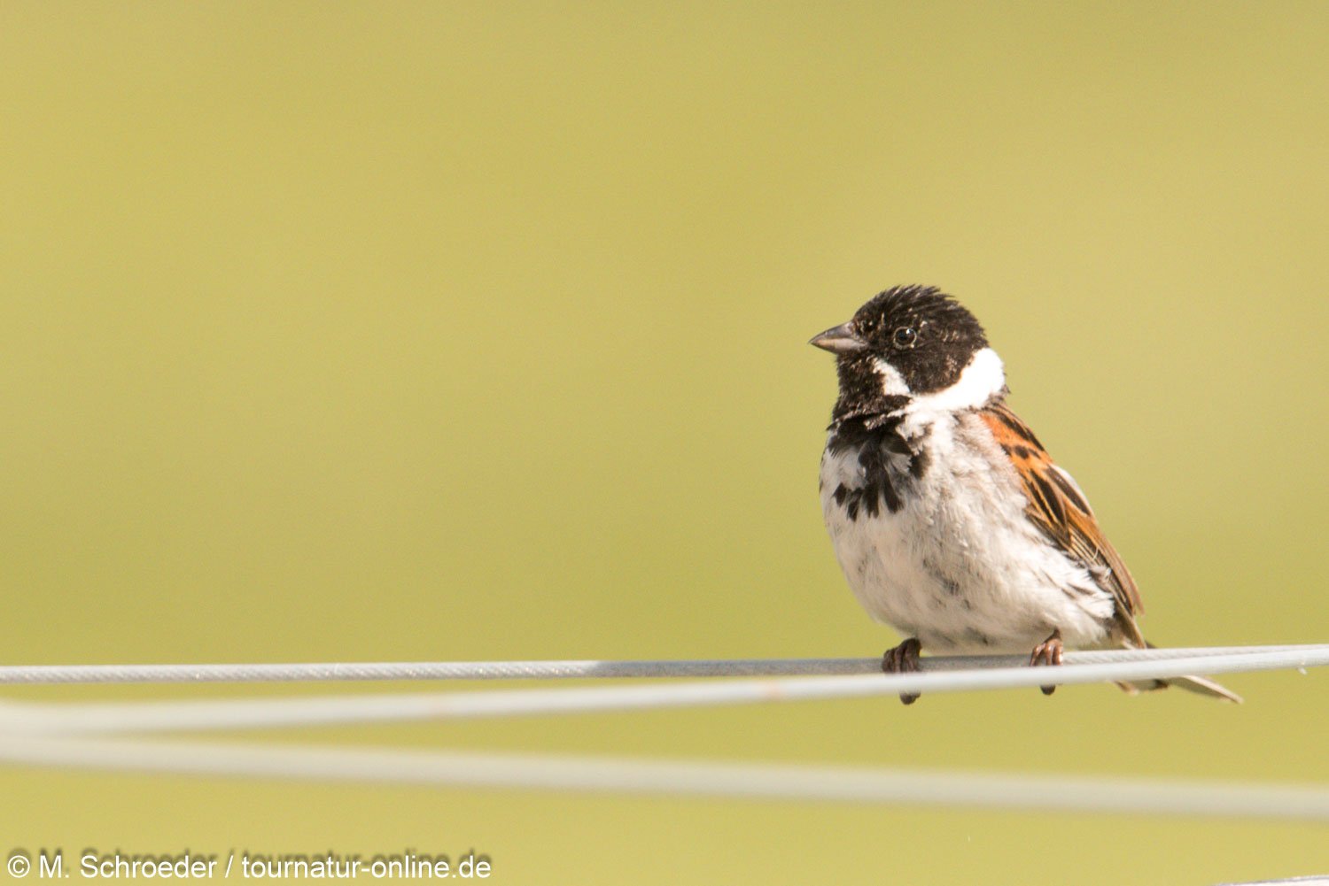 Rohrammer - common reed bunting (Emberiza schoeniclus)