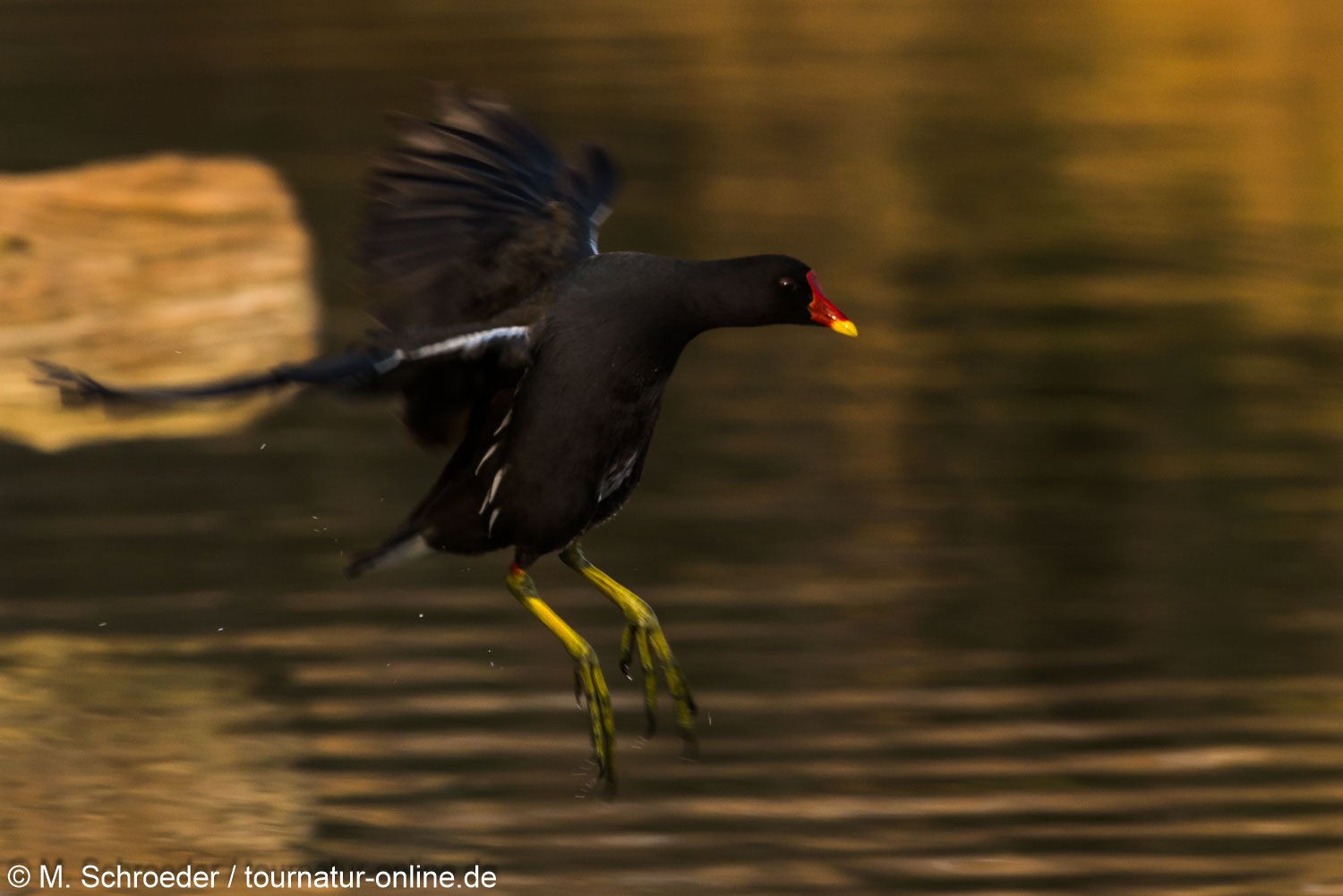 Teichralle - common moorhen (Gallinula chloropus)