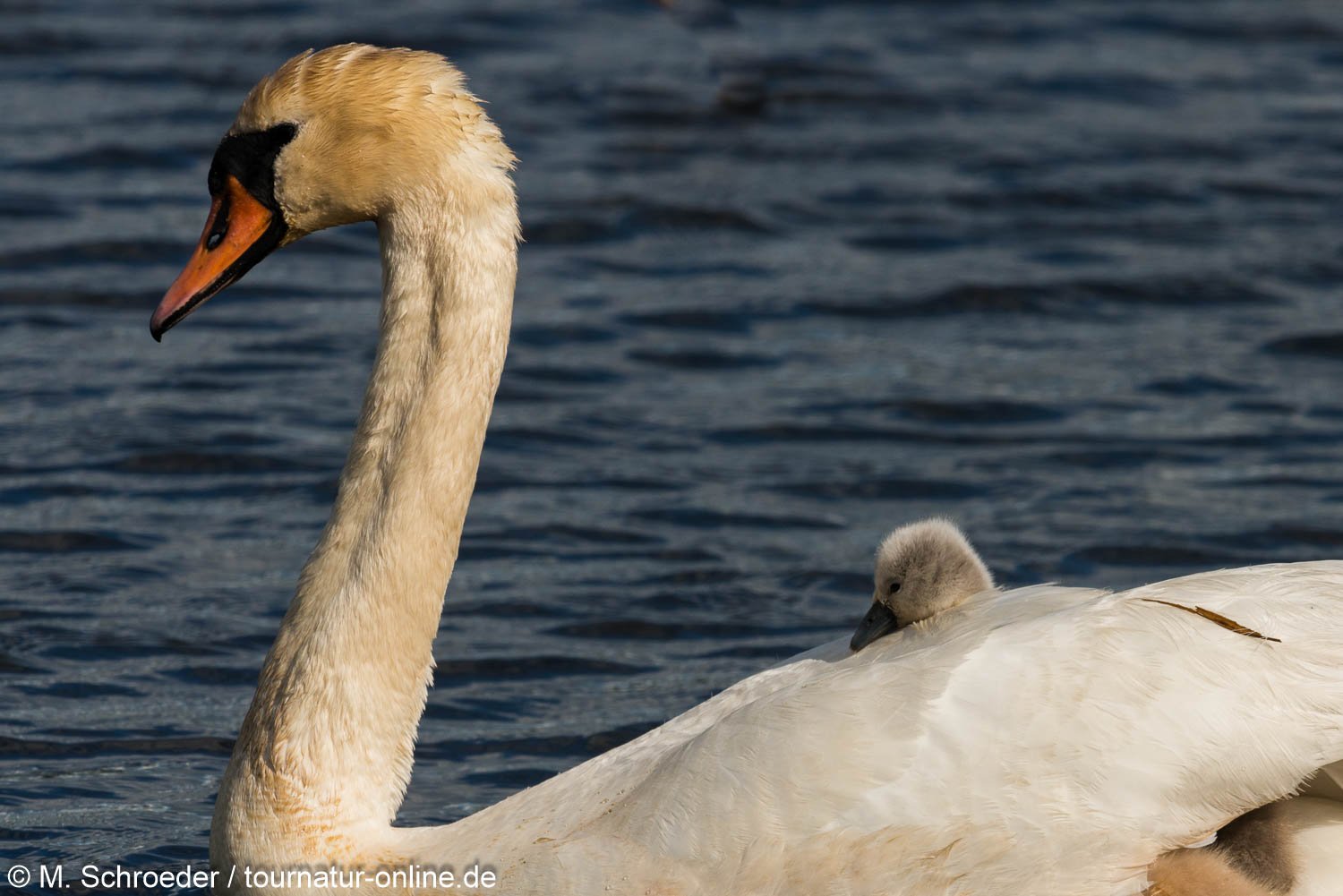 Höckerschwan - mute swan (Cygnus olor) 