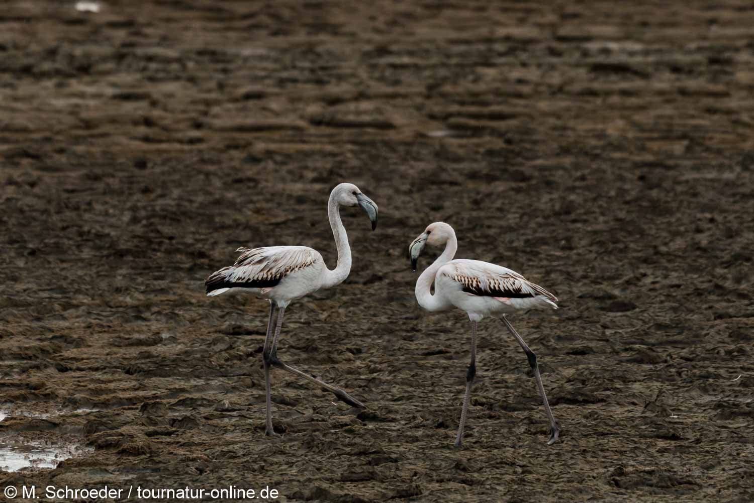Rosaflamingo - greater flamingo (Phoenicopterus roseus)