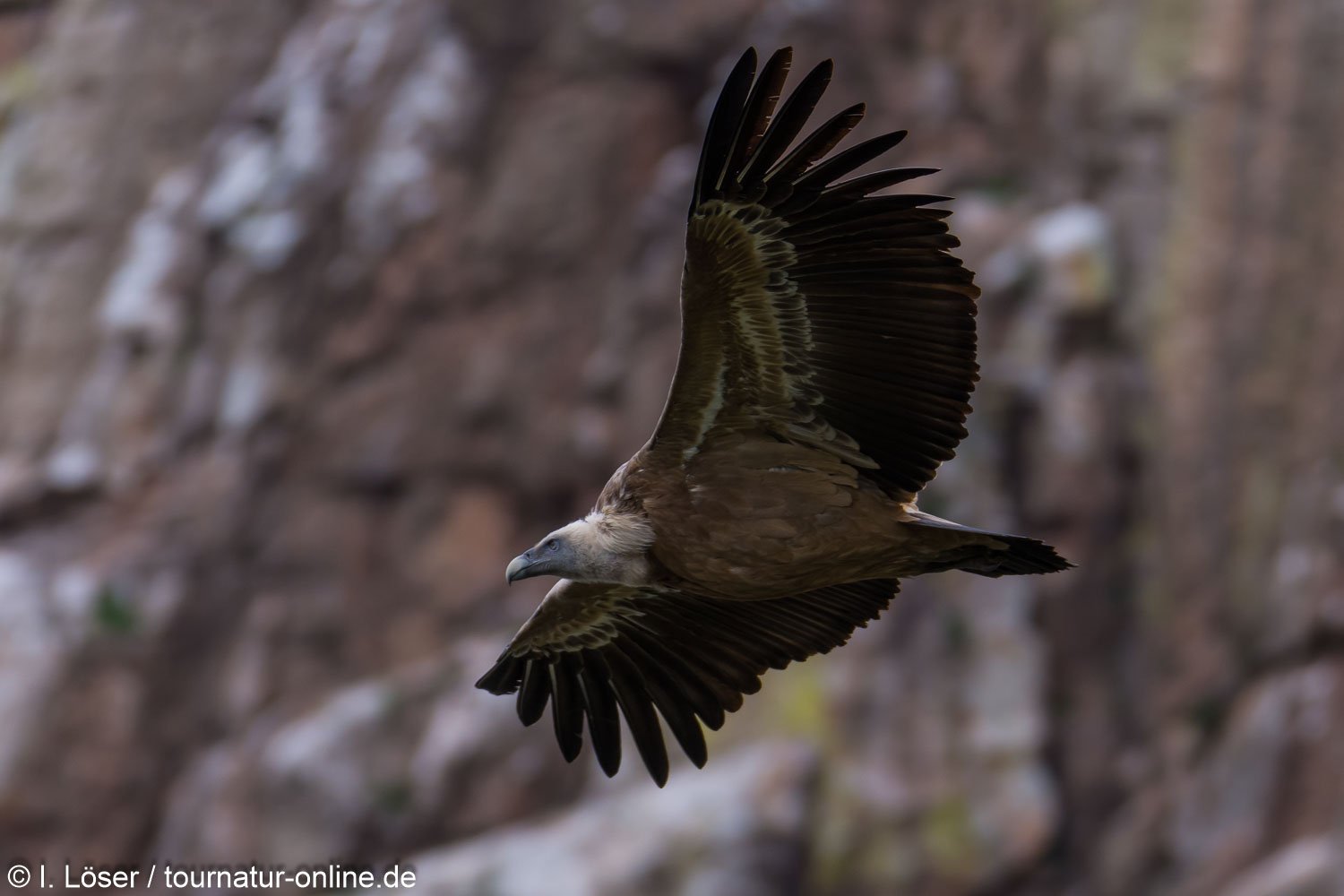 Gänsegeier in der Extremadura - griffon vulture (Gyps fulvus)