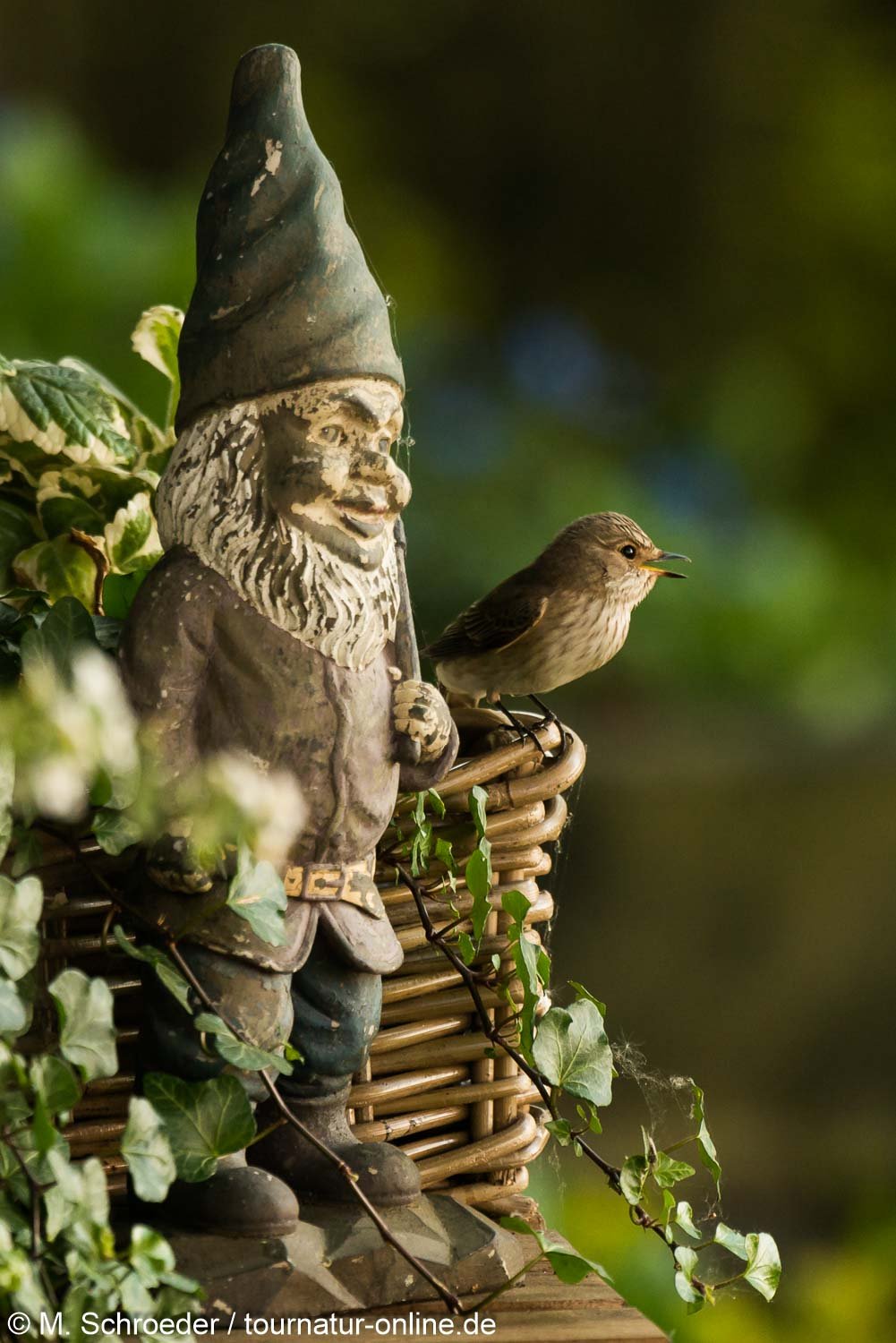 Grauschnäpper - spotted flycatcher (Muscicapa striata) 
