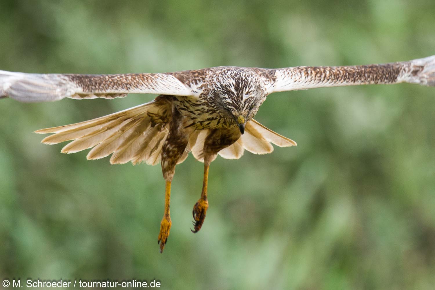 männliche Rohrweihe - western marsh harrier (Circus aeruginosus), male