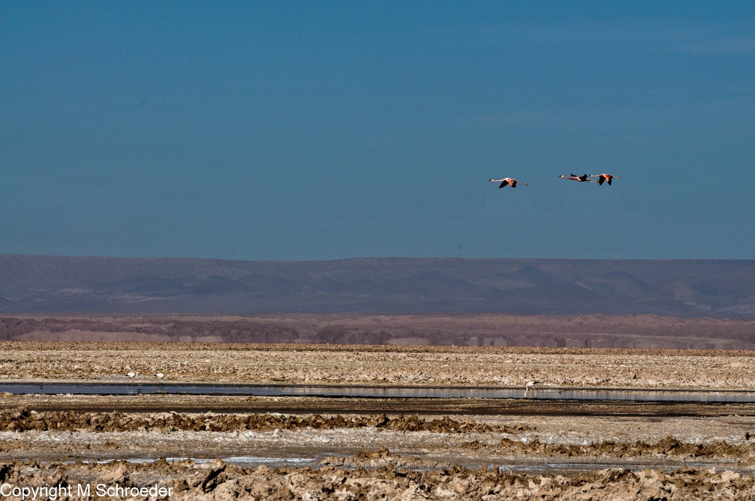 Flamingos im Salar de Atacama