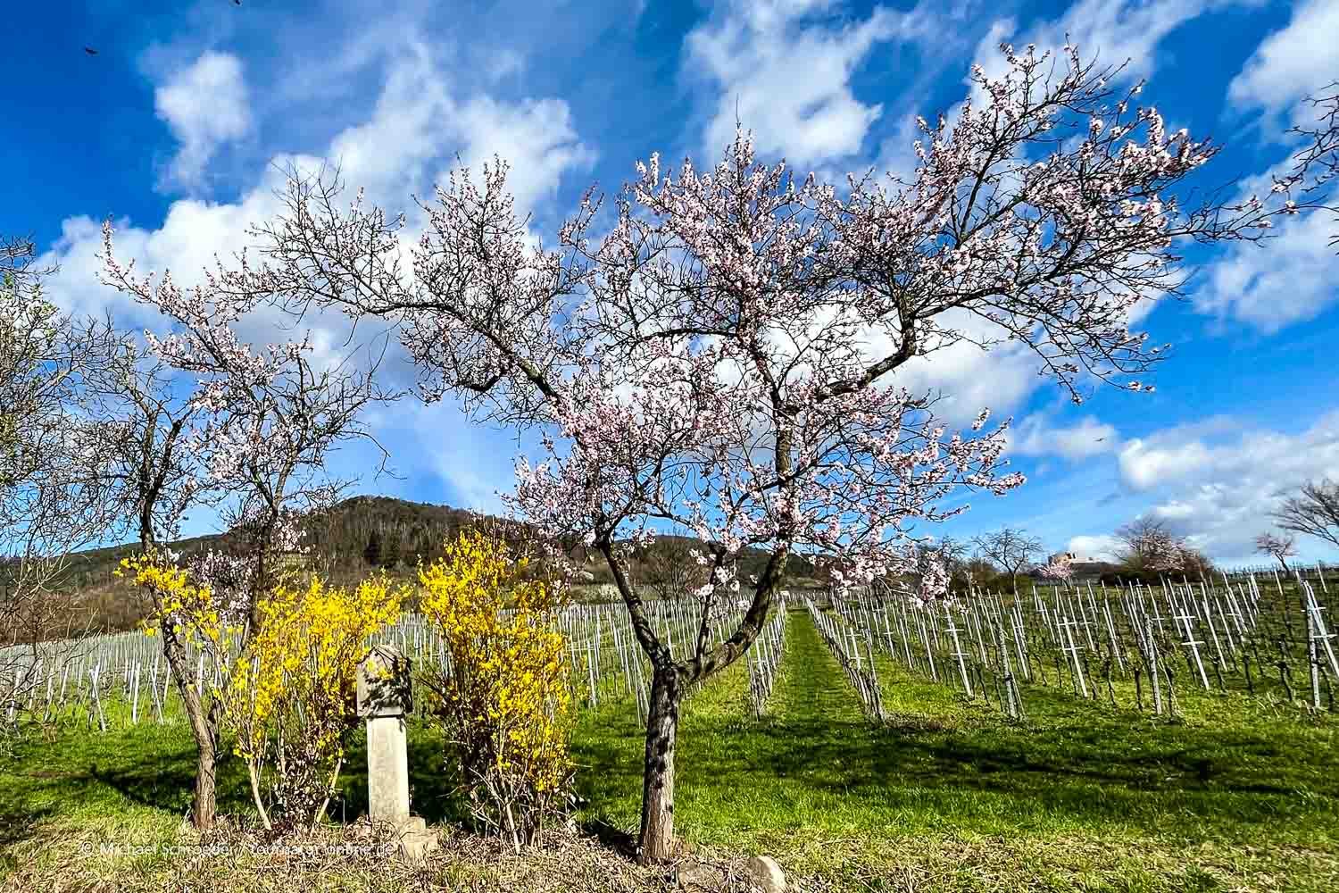 Mit dem Wohnmobil im "Weinland" Pfalz
