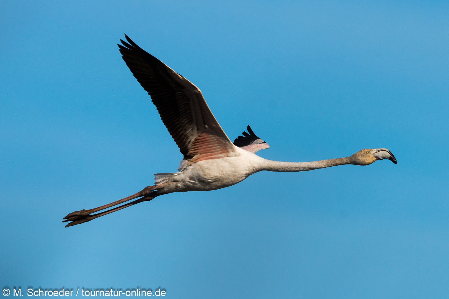 Rosaflamingo - greater flamingo (Phoenicopterus roseus)