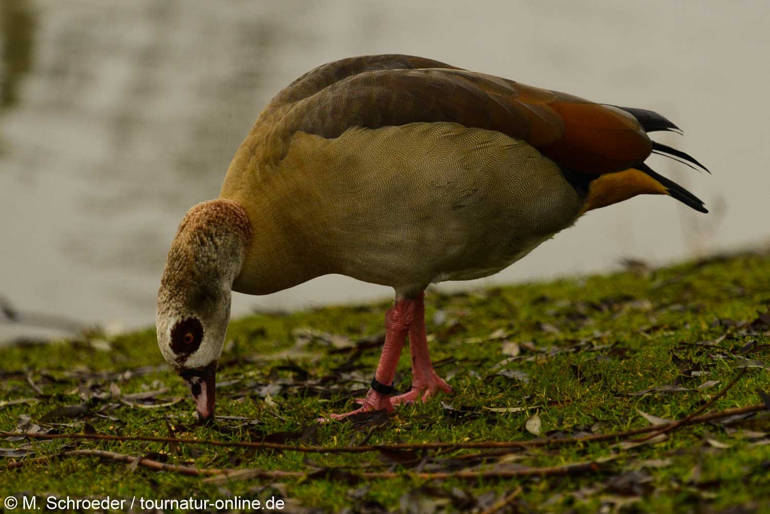 Nilgans - Egyptian goose (Alopochen aegyptiaca)