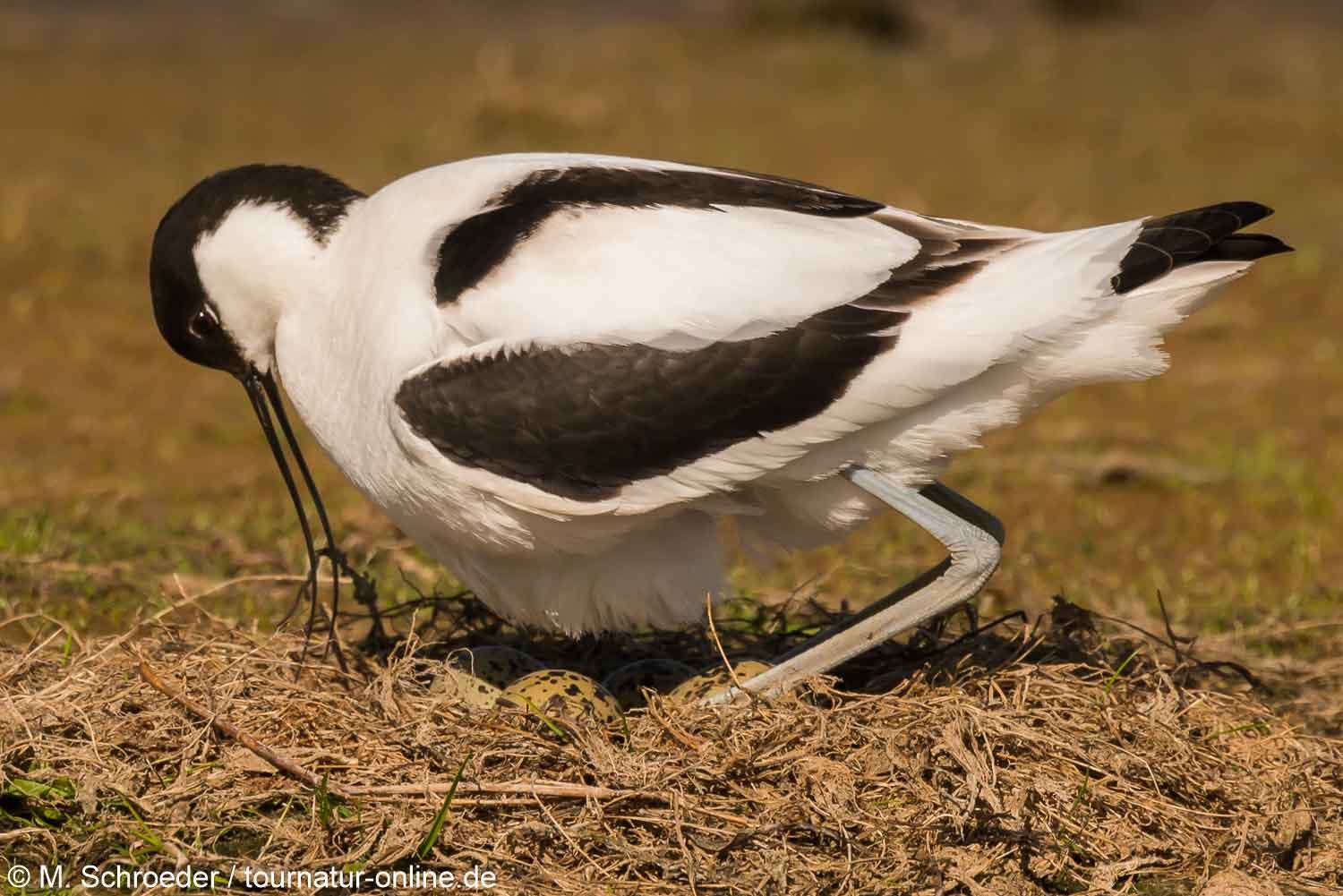 Säbelschnäbler - pied avocet (Recurvirostra avosetta)