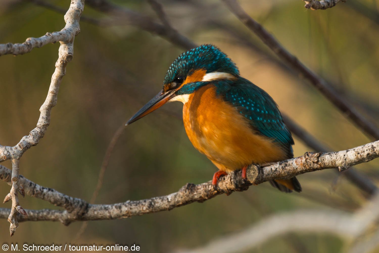 Eisvogel - Kingfisher (Alcedo atthis) im Ebro Delta