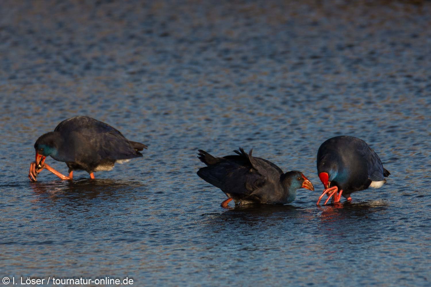 Purpurhuhn - western swamphen (Porphyrio porphyrio) 