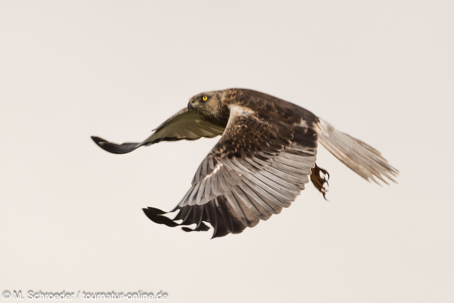 männliche Rohrweihe - western marsh harrier (Circus aeruginosus), male