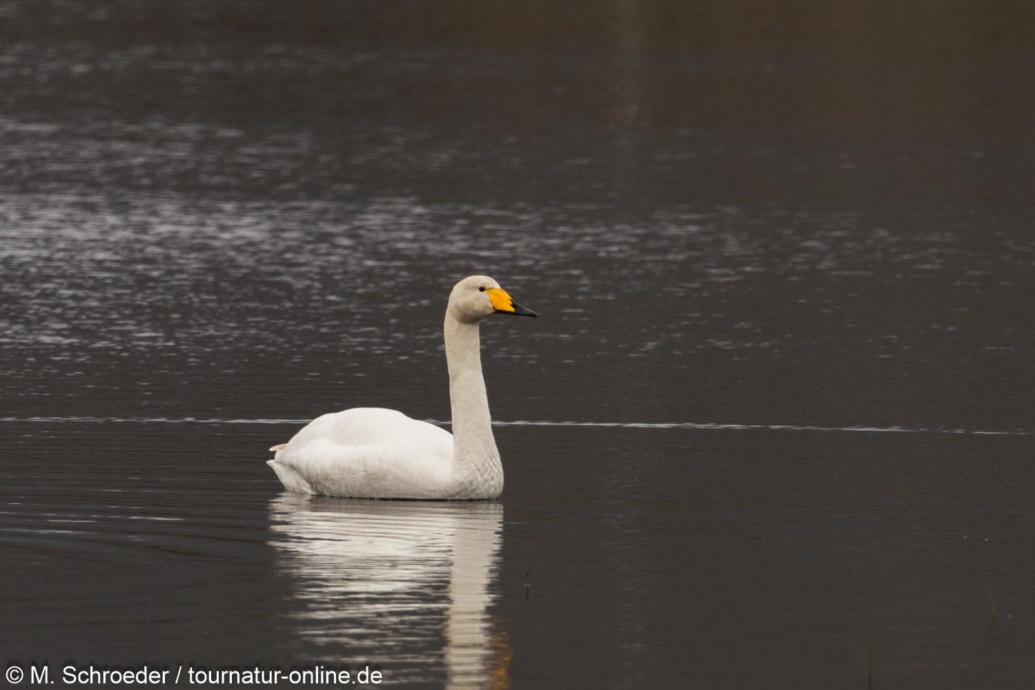 Singschwan - Whooper Swan (Cygnus)
