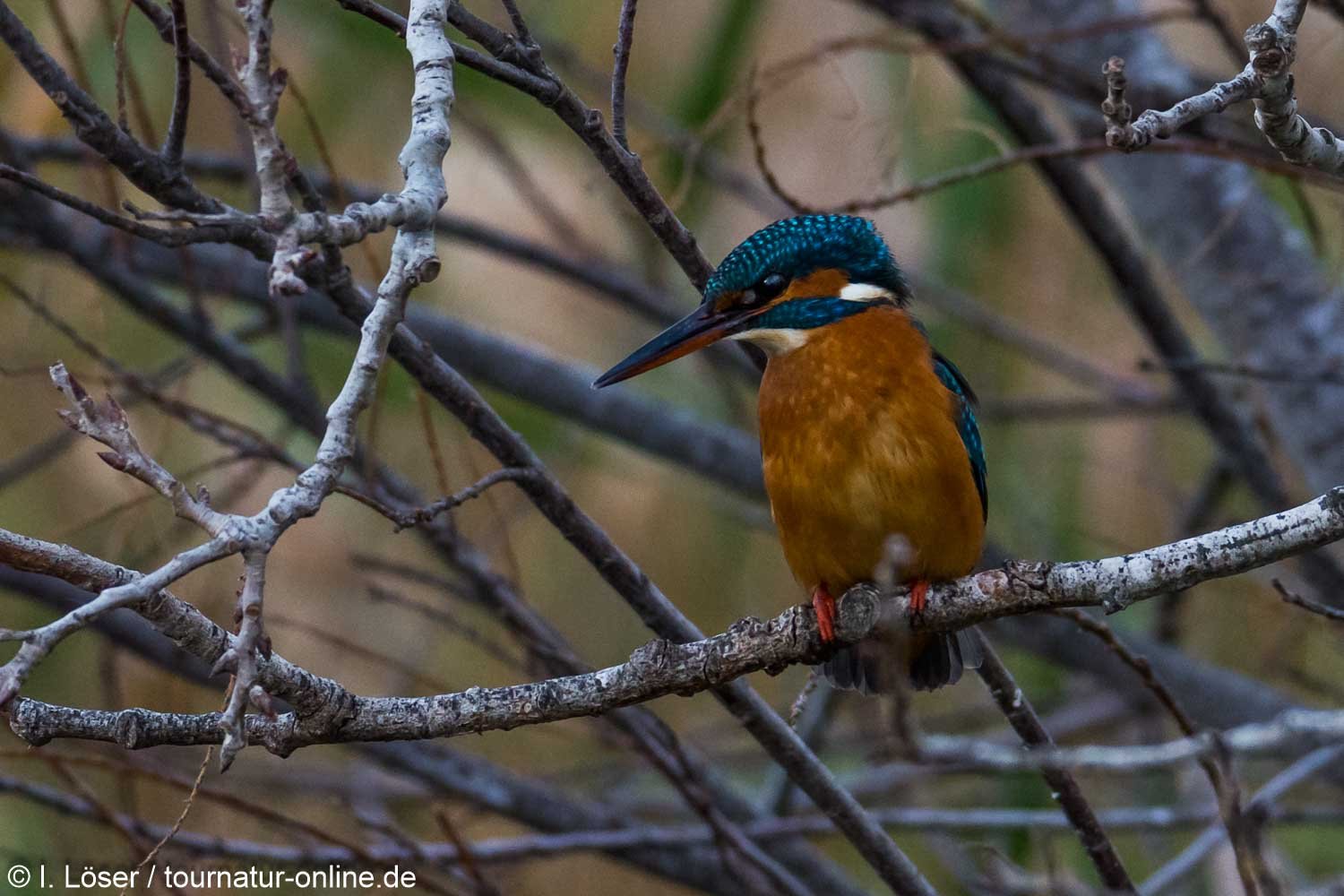 Eisvogel - Kingfisher (Alcedo atthis) im Ebro Delta