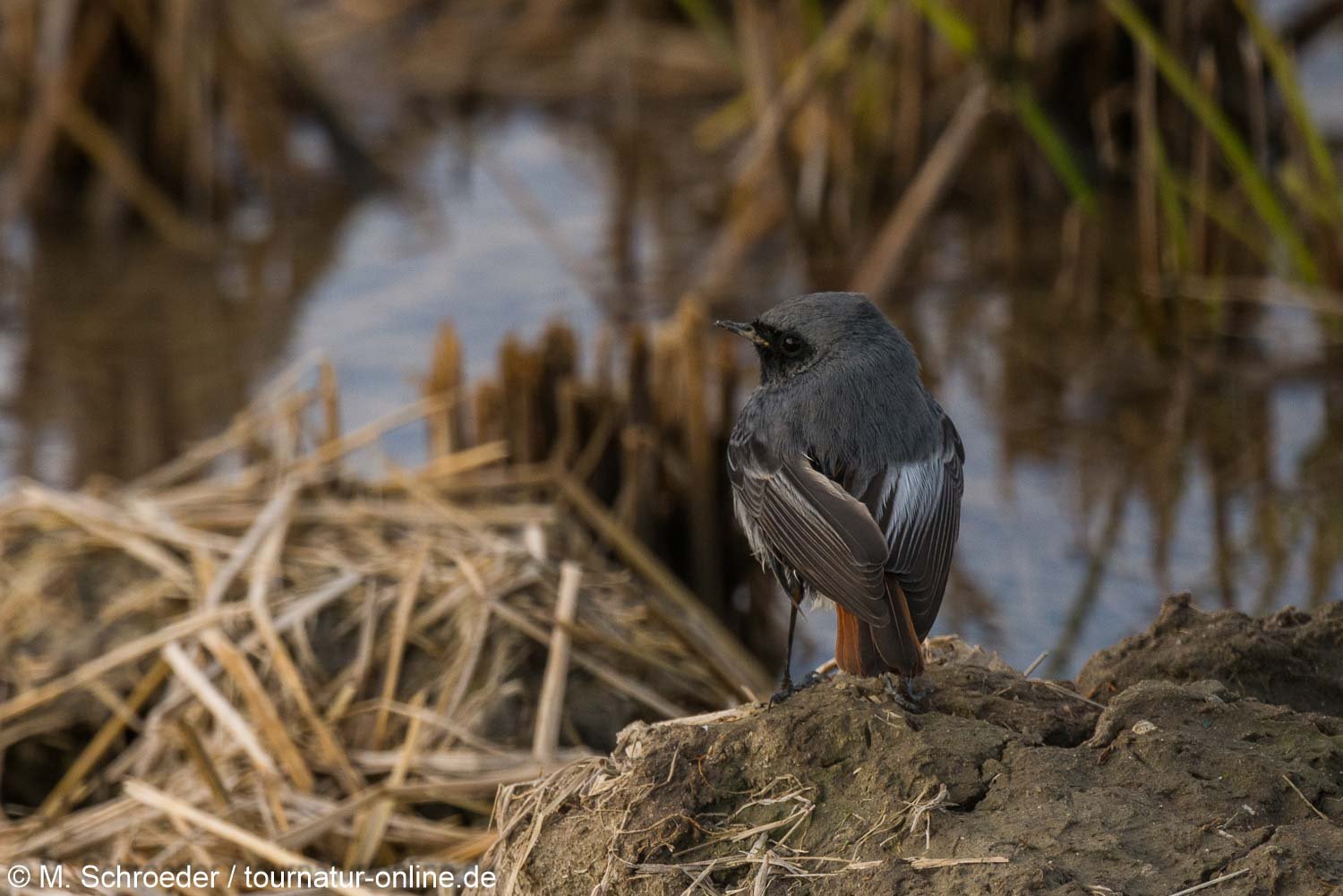 Hausrotschwanz - black redstart (Phoenicurus ochruros)