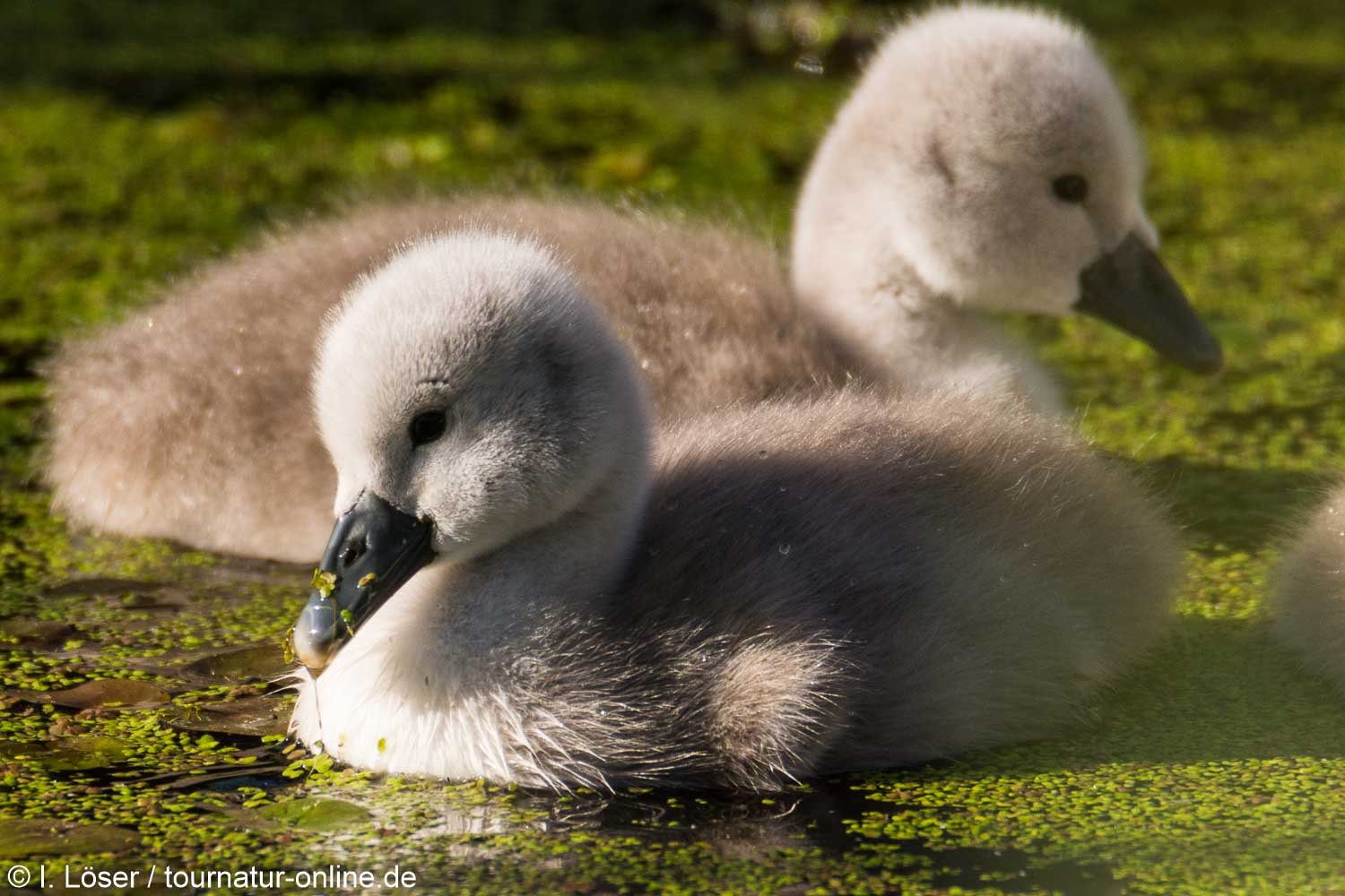 Höckerschwan - mute swan (Cygnus olor) 