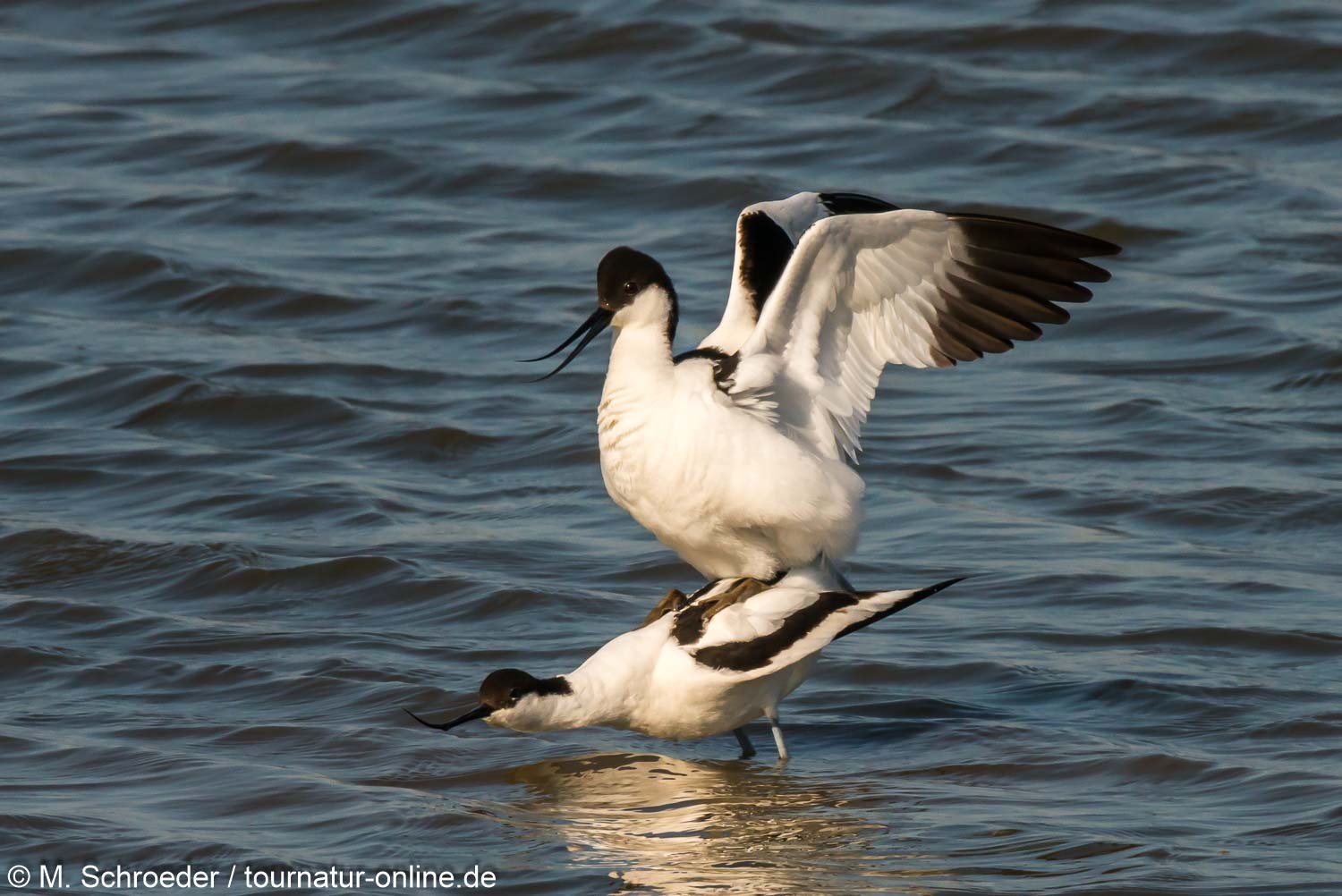 Säbelschnäbler - pied avocet (Recurvirostra avosetta)