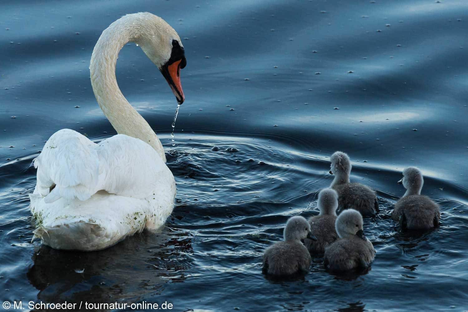 Höckerschwan - mute swan (Cygnus olor) 