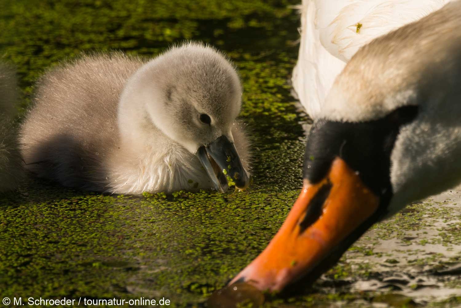 Höckerschwan - mute swan (Cygnus olor) 