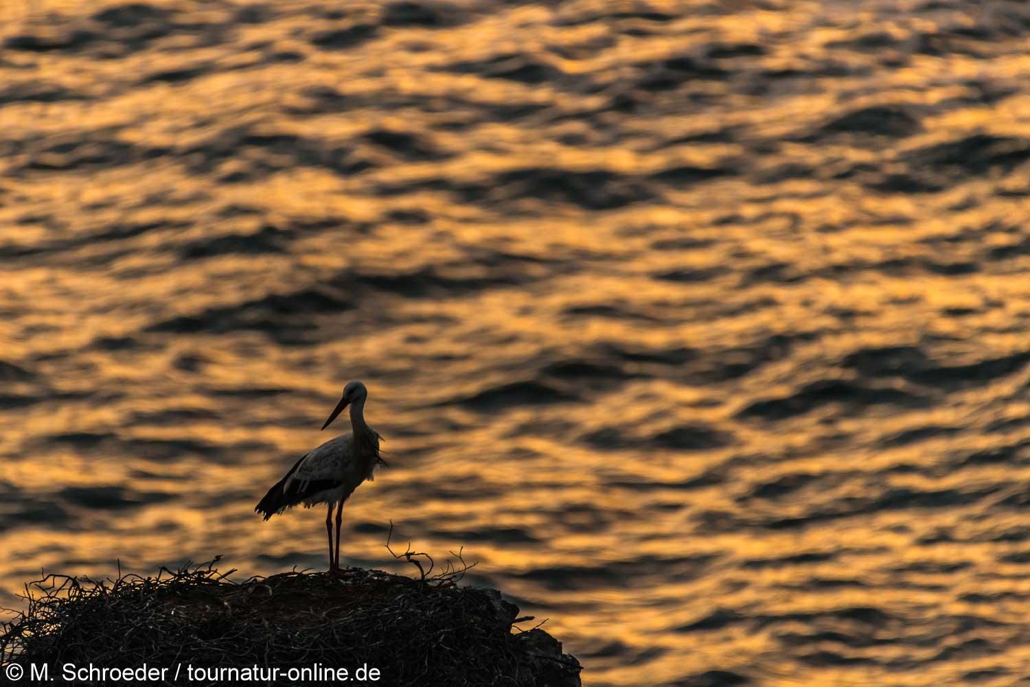 Weißstorch am Atlantik - white stork (Ciconia ciconia) 