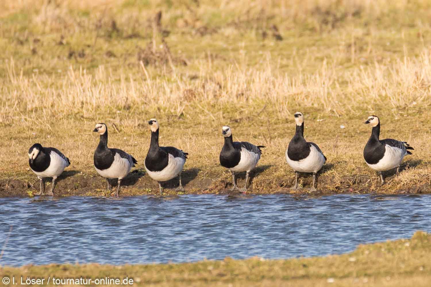 Weißwangengans - Nonnengans - barnacle goose (Branta leucopsis) 
