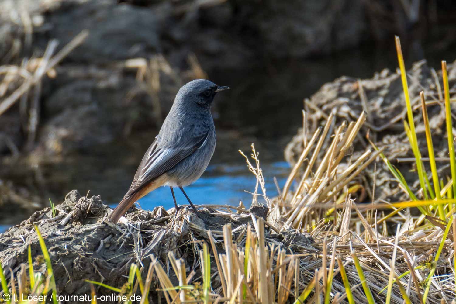 Hausrotschwanz - black redstart (Phoenicurus ochruros)