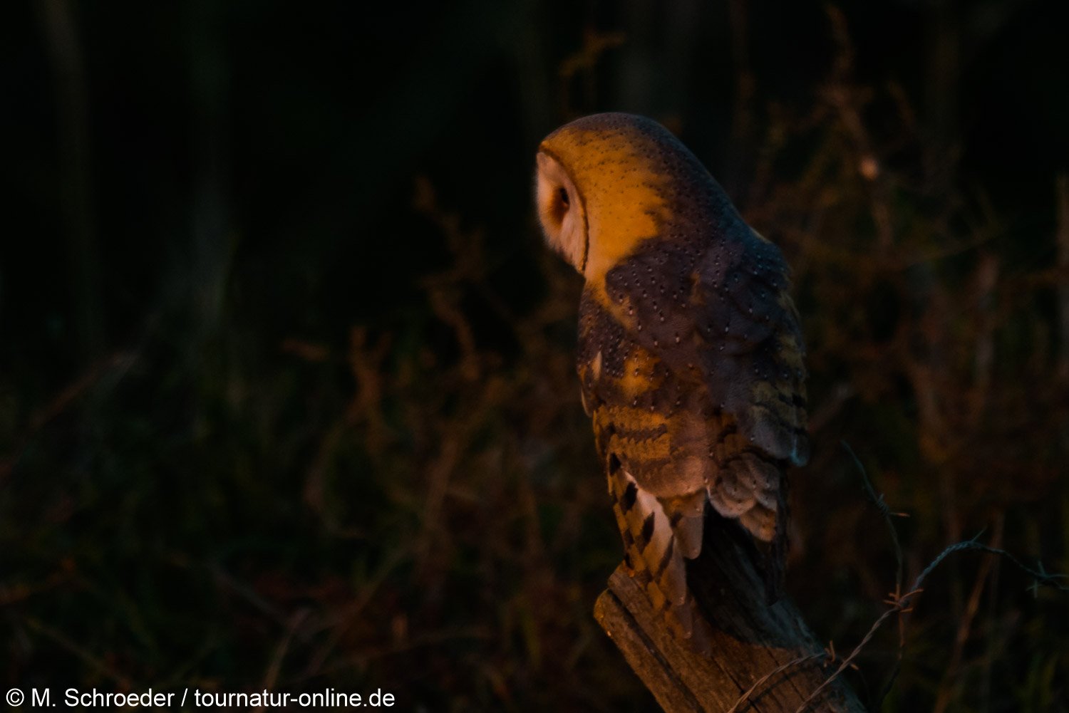 Schleiereule - barn owl (Tyto alba)