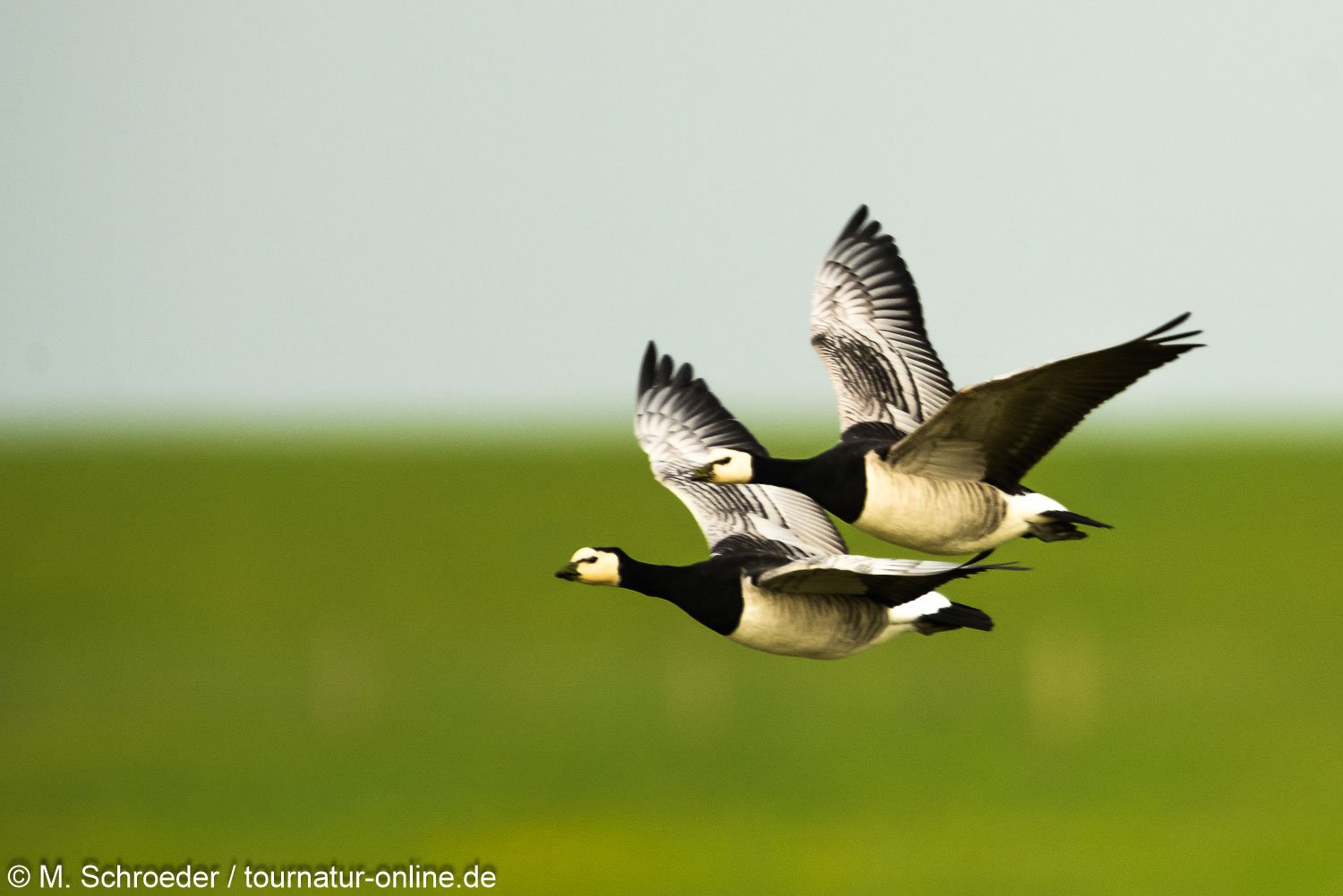 Weißwangengans - Nonnengans - barnacle goose (Branta leucopsis) 