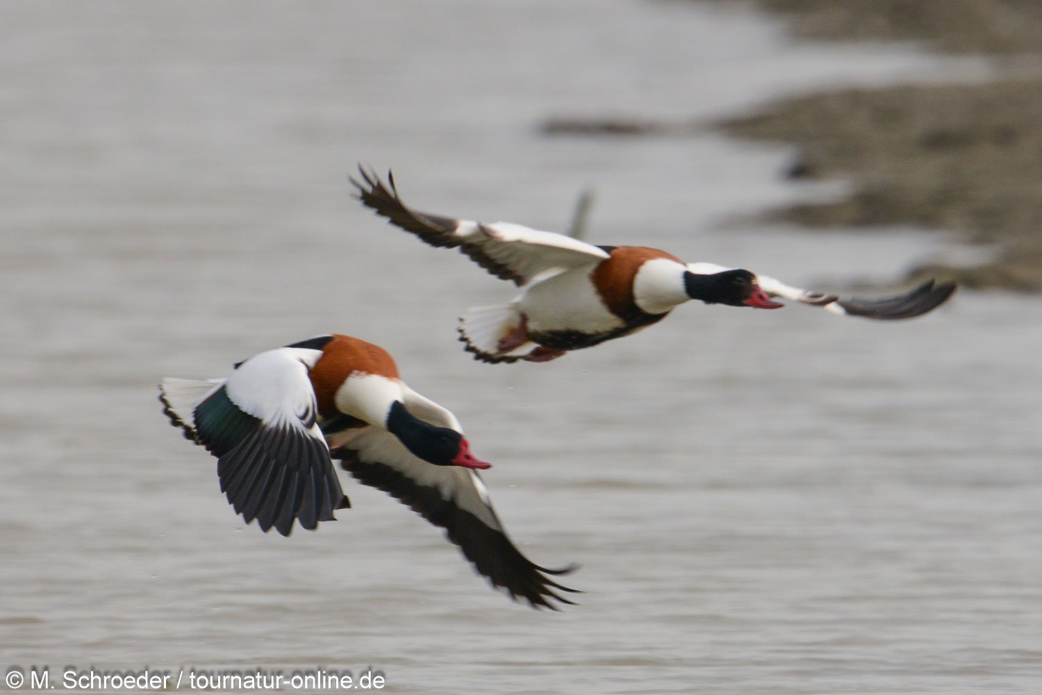 Brandgans - common shelduck (Tadorna tadorna)