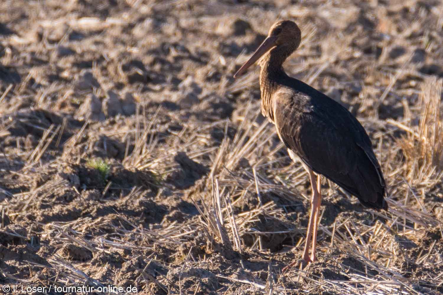 Schwarzstorch - black stork (Ciconia nigra)