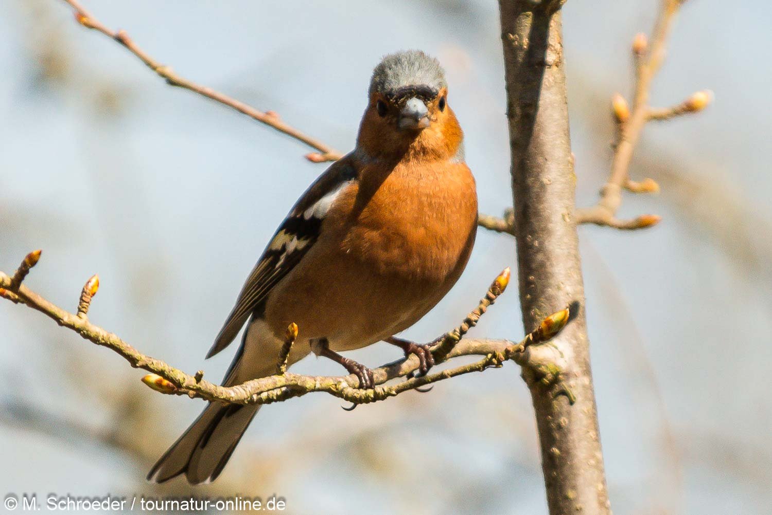 Buchfink / common chaffinch (Fringilla coelebs)