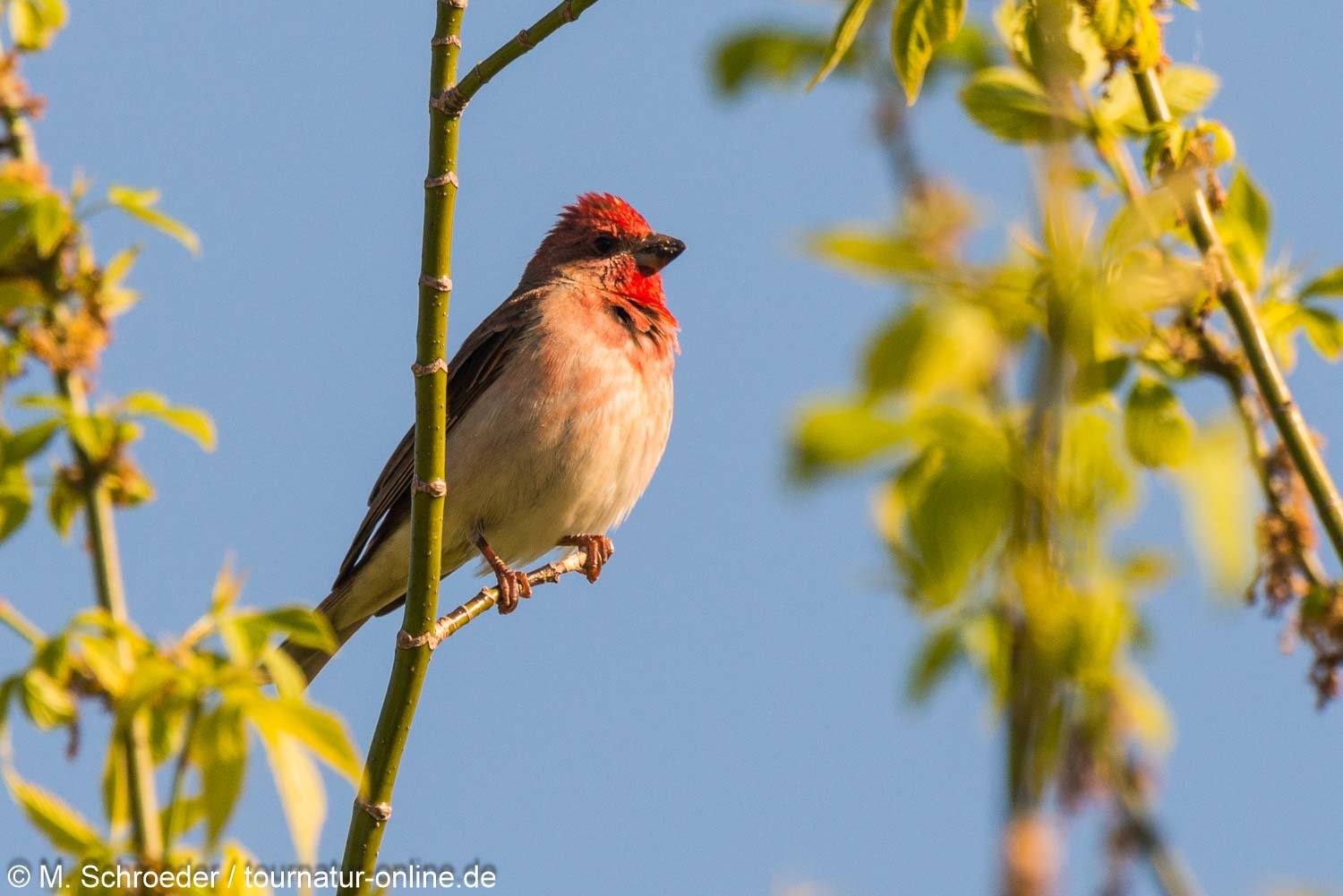 Karmingimpel / common rosefinch (Carpodacus erythrinus)