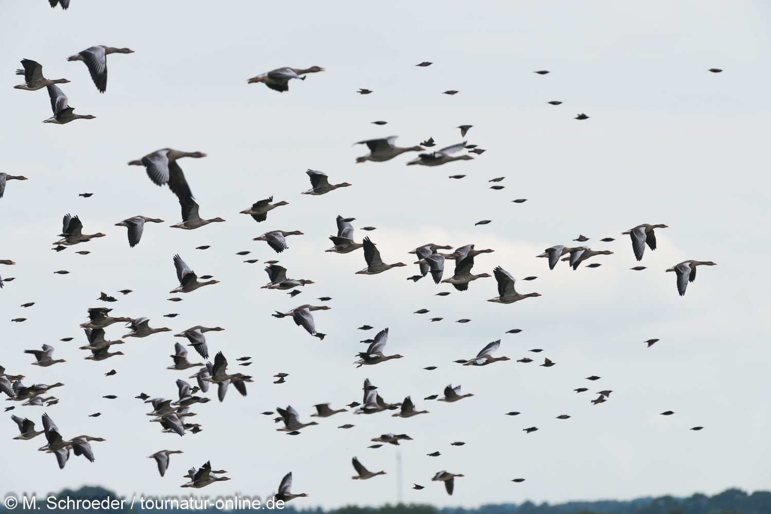 Graugans - greylag goose (Anser anser) 