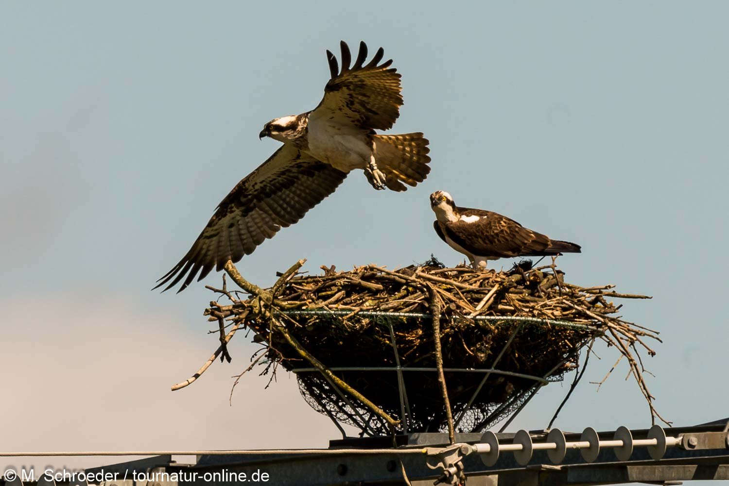 Fischadler - osprey (Pandion haliaetus)
