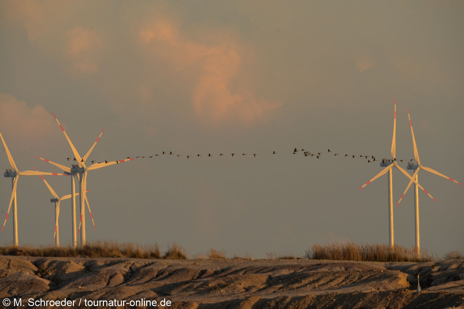 Graugans - greylag goose (Anser anser) 